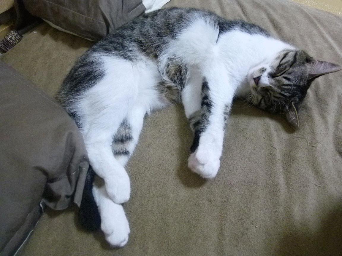 体育新闻中心协办体育内容版权保护国际研讨会，体育新闻报纸版面