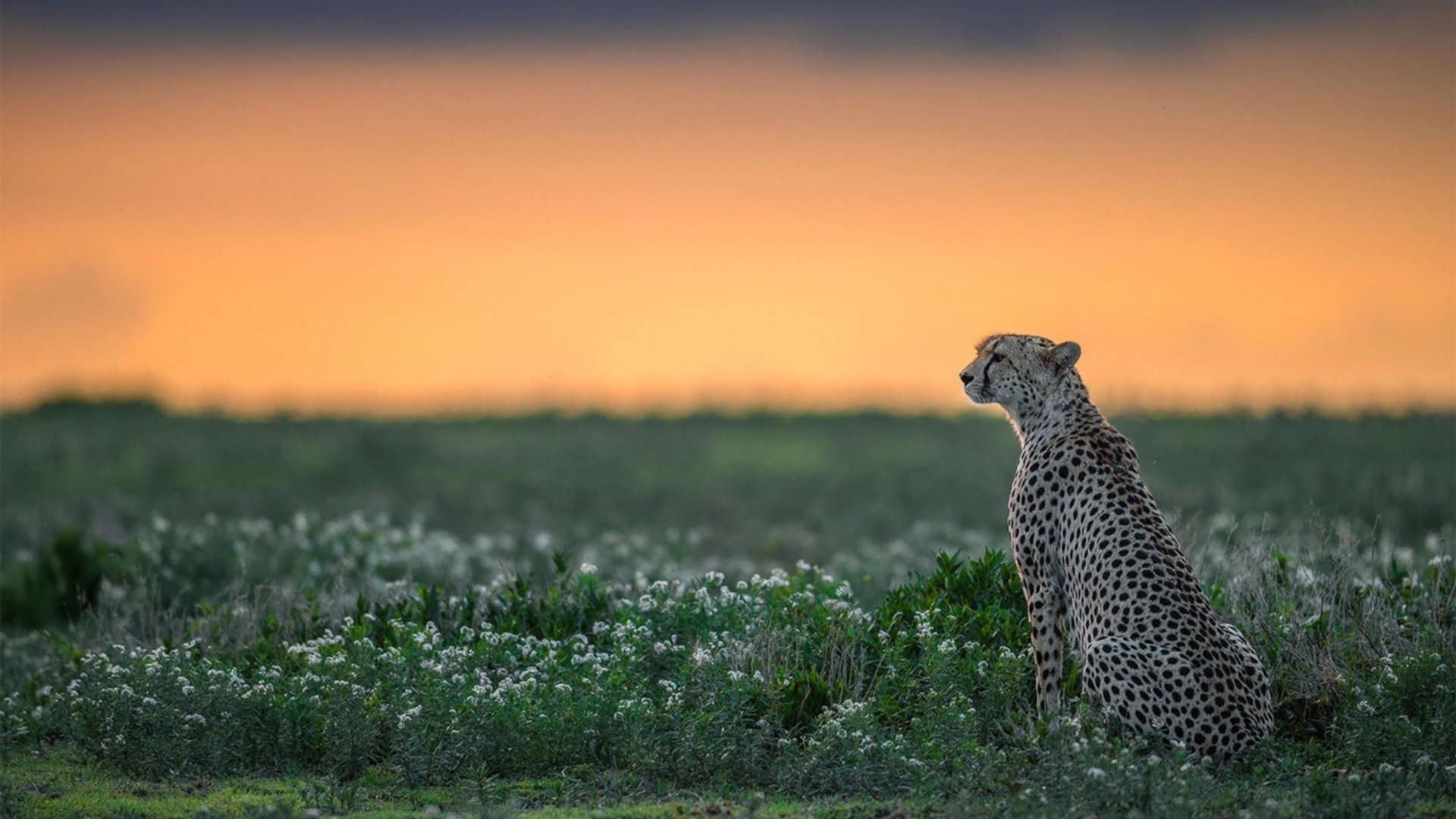 姆巴佩决赛表现失常,球队遭遇滑铁卢,姆巴佩经典比赛