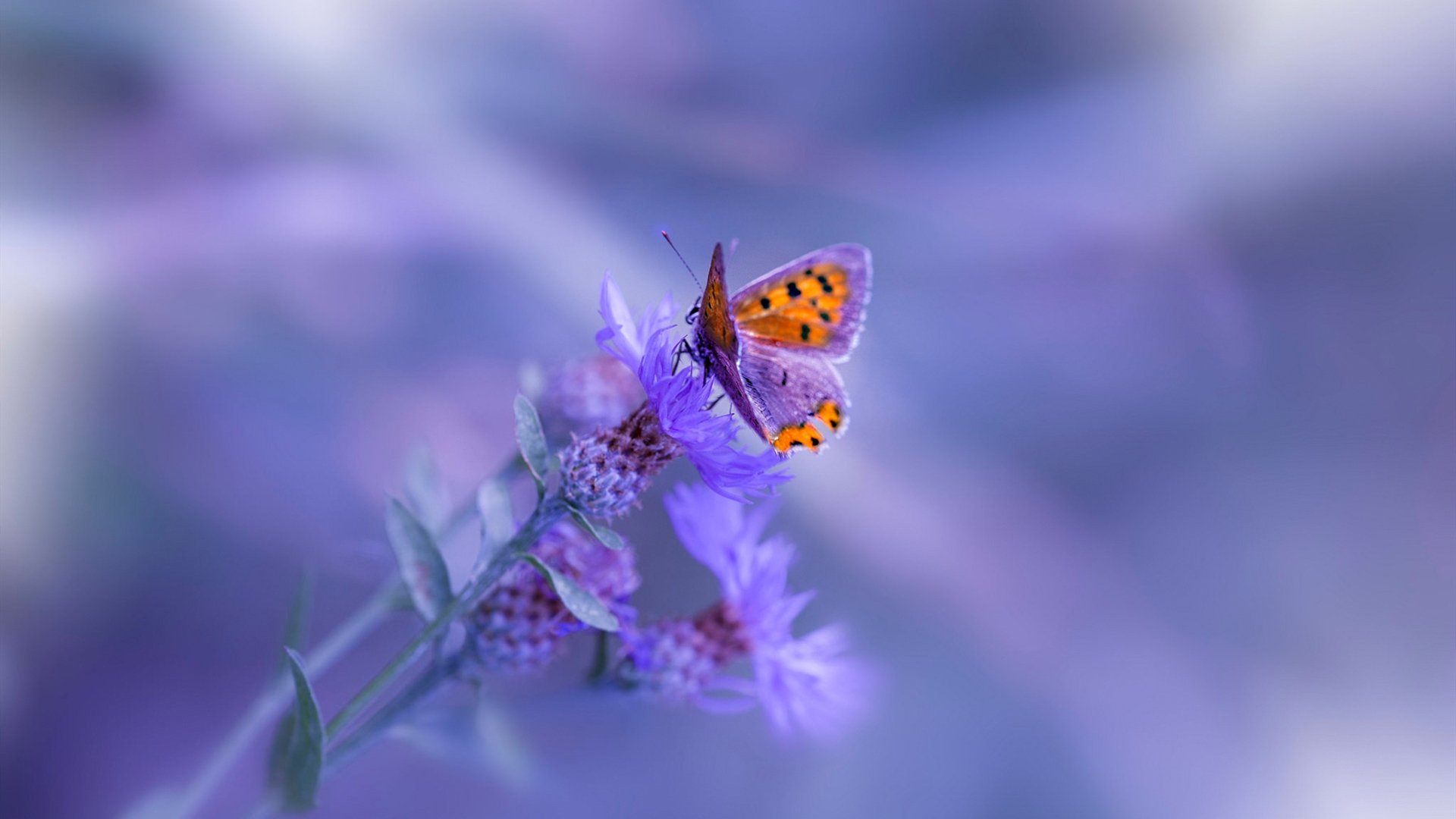 新疆男篮注重伤病预防确保阵容完整性，新疆男篮最新