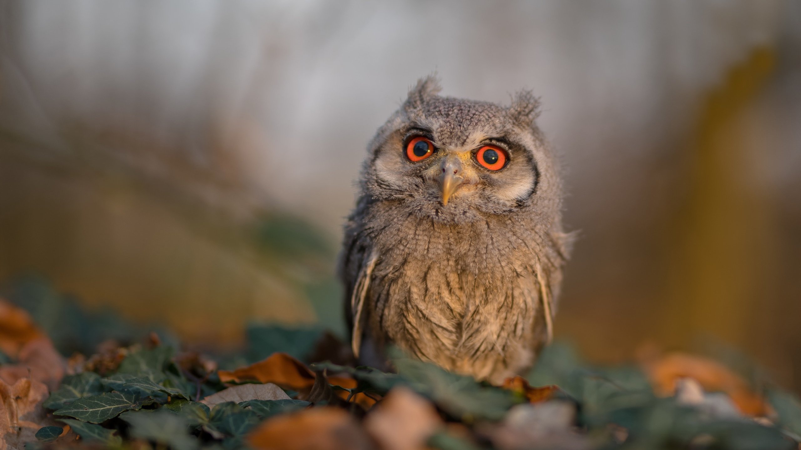 比赛临场指挥能力考验主帅调度智慧，比赛临场是什么意思