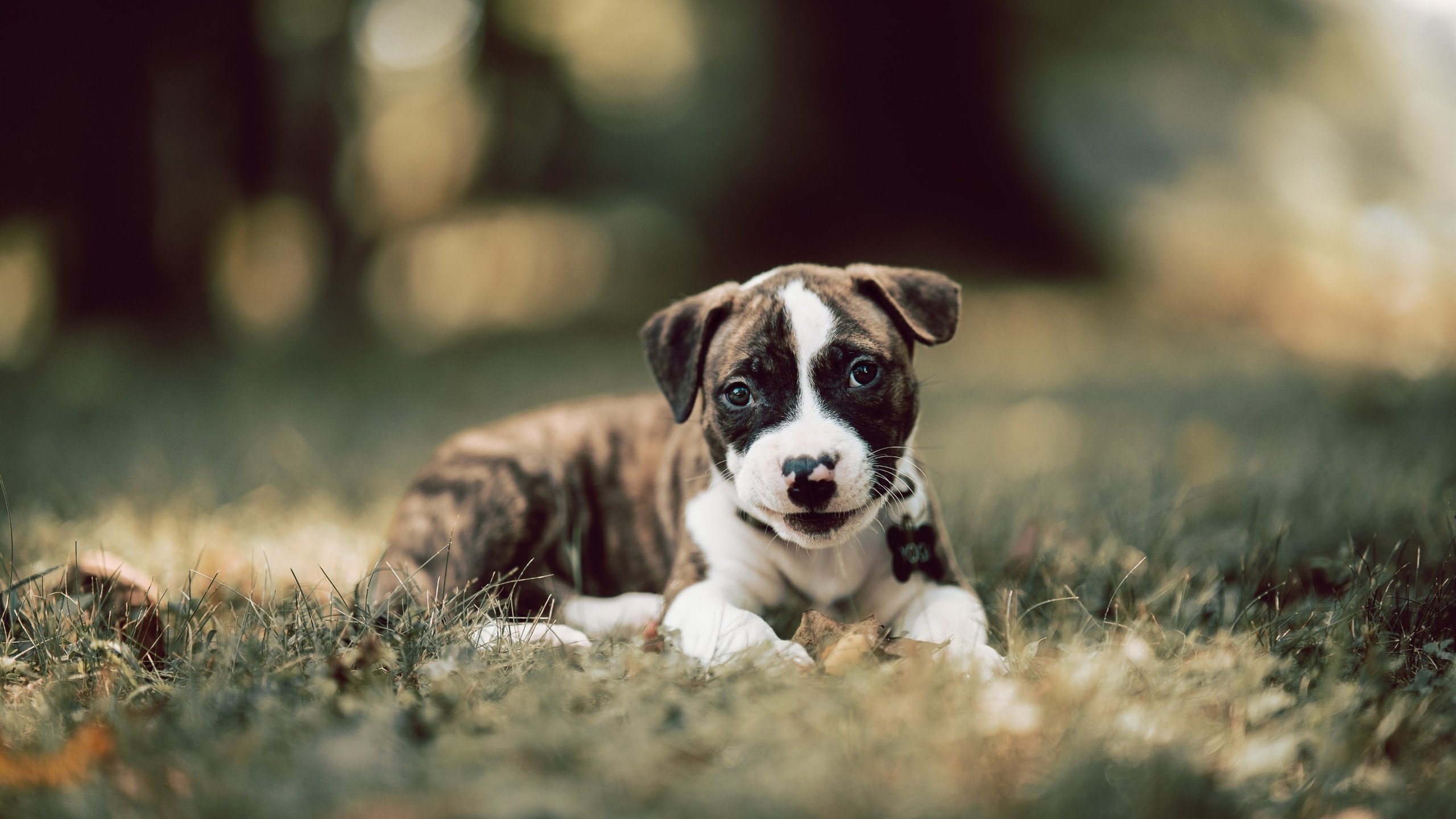 足球运动推广缺乏家庭层面支持体系，足球需求