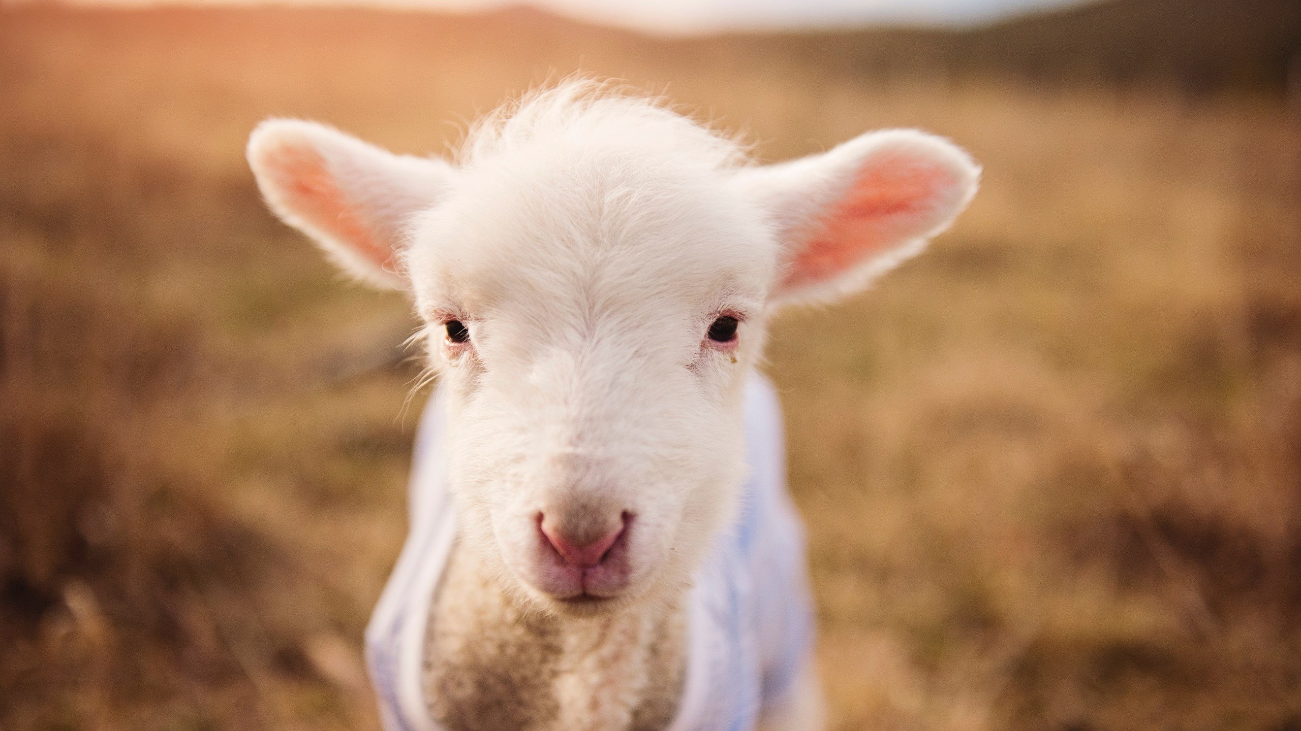 决赛看施瓦茨：技术与意志并存，施瓦茨集团介绍